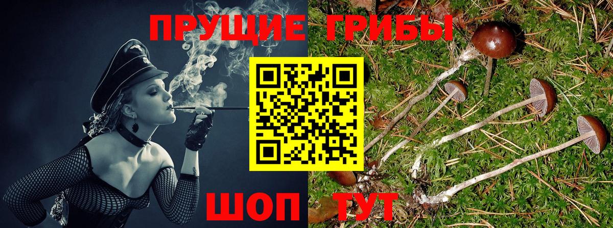 Галлюциногенные грибы Psilocybine cubensis  Псилоцибиновые грибы Psilocybine cubensis  Вход с VPN  Чернушка 